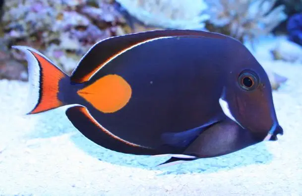 Acanthurus Achilles (Hawaii) kirurgfisk Medium
